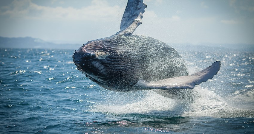 What animals can you see in the Dominican Republic? | Iberia Plus What animals can you see in the Dominican Republic? | Iberia Plus