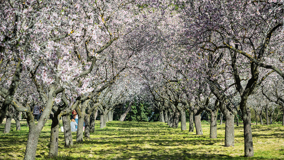 The blossoming of almond trees in Quinta de los Molinos in Madrid makes the park one of the most romantic springtime settings.